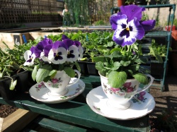 Flower Tea Cup