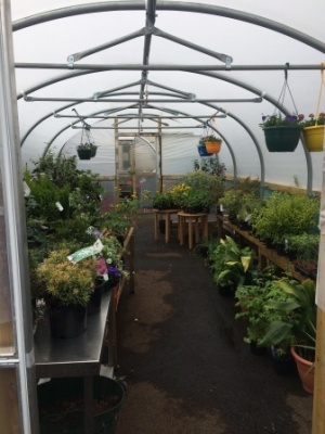 Polytunnel inside